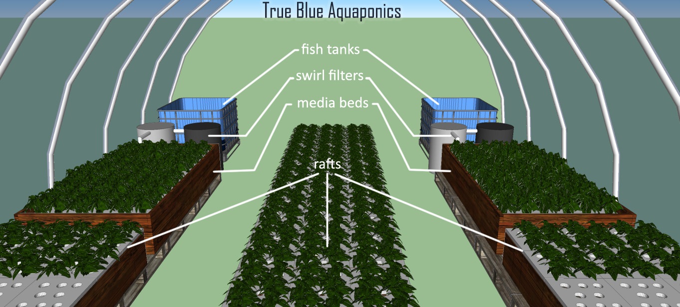Greenhouse Aquaponics System Design
